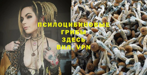 шишки Новодвинск